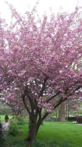 Peters hoveniersbedrijf uit Koudekerk aan den Rijn, het adres voor uw natuurlijke en diervriendelijke tuin