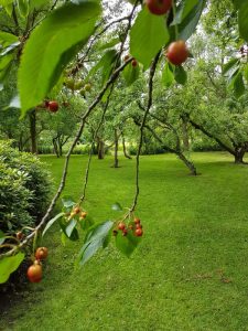 Peters hoveniersbedrijf uit Koudekerk aan den Rijn, het adres voor uw natuurlijke en diervriendelijke tuin