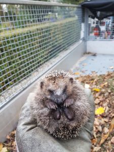 Peters hoveniersbedrijf uit Koudekerk aan den Rijn, het adres voor uw natuurlijke en diervriendelijke tuin