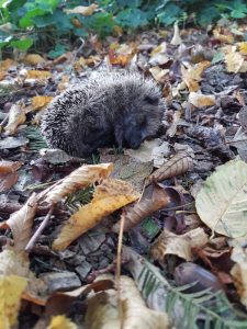 Peters hoveniersbedrijf uit Koudekerk aan den Rijn, het adres voor uw natuurlijke en diervriendelijke tuin
