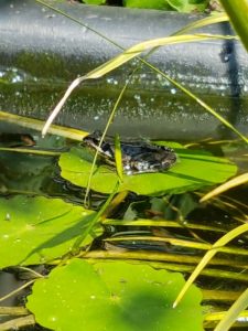 Peters hoveniersbedrijf uit Koudekerk aan den Rijn, het adres voor uw natuurlijke en diervriendelijke tuin