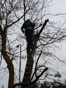 Peters hoveniersbedrijf uit Koudekerk aan den Rijn, het adres voor uw snoeiwerkzaamheden