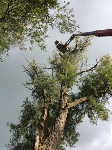 Peters hoveniersbedrijf uit Koudekerk aan den Rijn, het adres voor uw snoeiwerkzaamheden