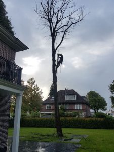 Peters hoveniersbedrijf uit Koudekerk aan den Rijn, het adres voor uw snoeiwerkzaamheden