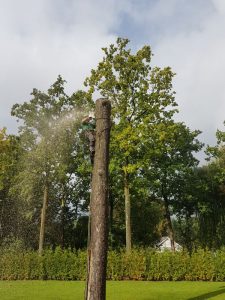 Peters hoveniersbedrijf uit Koudekerk aan den Rijn, het adres voor uw snoeiwerkzaamheden