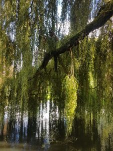 Peters hoveniersbedrijf uit Koudekerk aan den Rijn, het adres voor uw snoeiwerkzaamheden