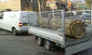 Peters hoveniersbedrijf uit Koudekerk aan den Rijn, het adres voor uw snoeiwerkzaamheden