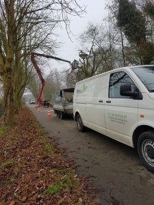 Peters hoveniersbedrijf uit Koudekerk aan den Rijn, het adres voor uw snoeiwerkzaamheden