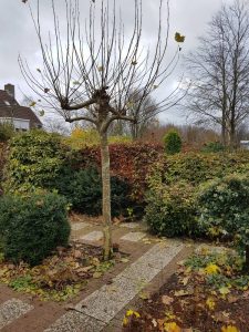 Peters hoveniersbedrijf uit Koudekerk aan den Rijn, het adres voor uw nieuwe tuin