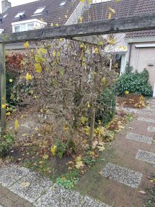 Peters hoveniersbedrijf uit Koudekerk aan den Rijn, het adres voor uw nieuwe tuin